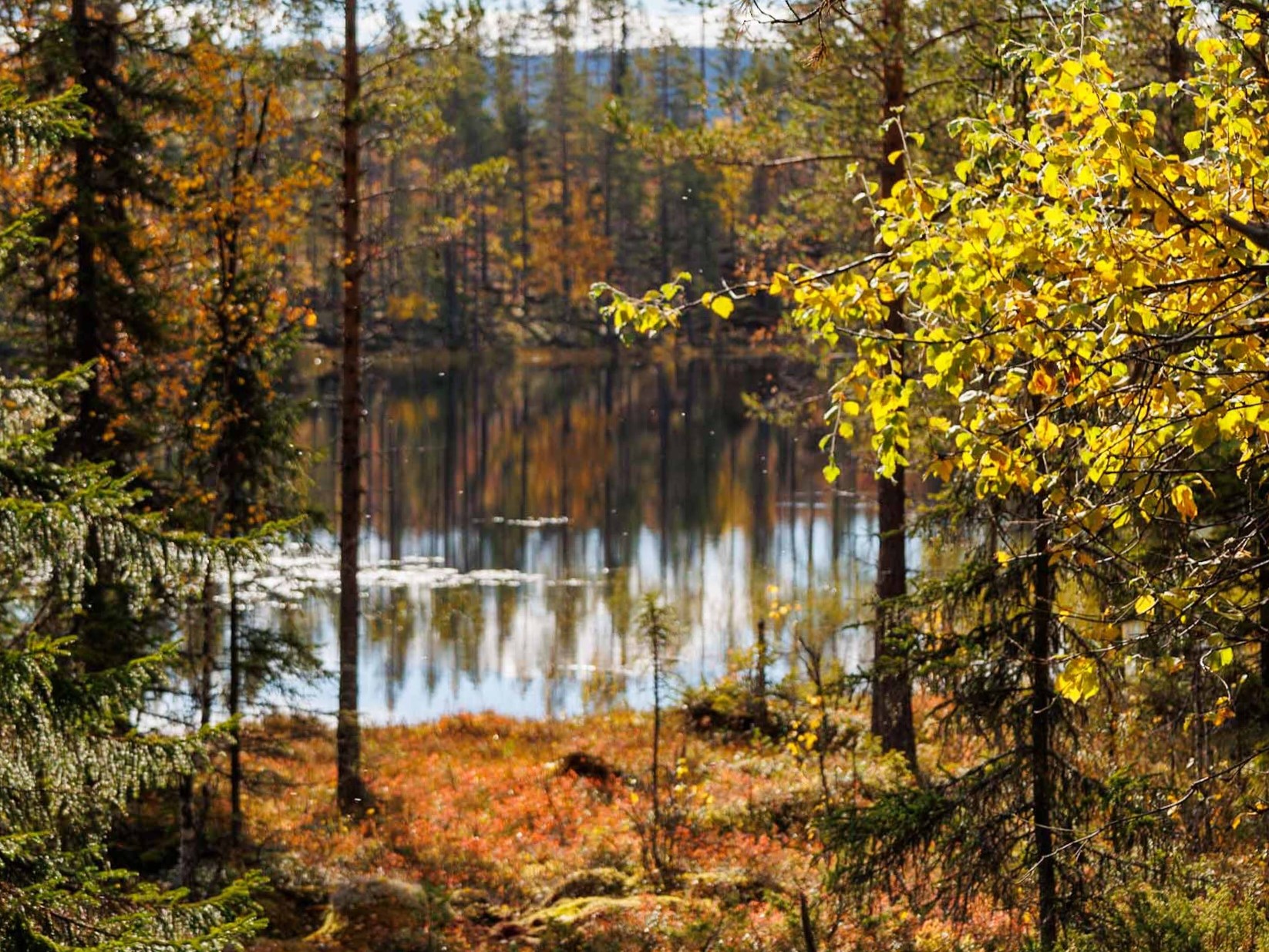 Herbstwald mit See