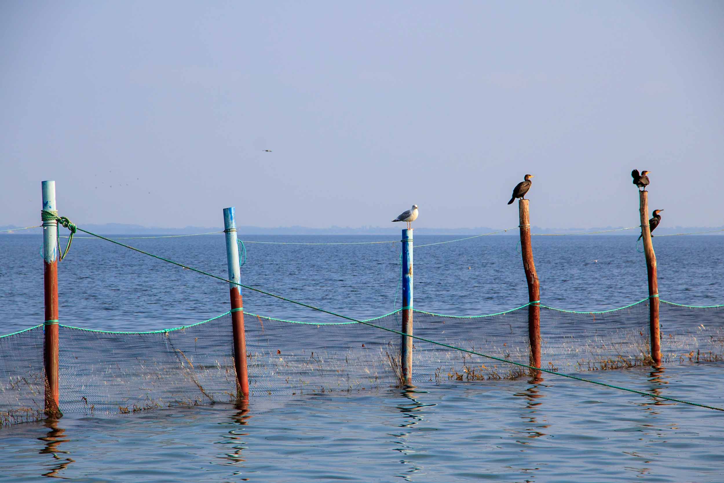Auf drei von fünf im Wasser befindlichen Holzpfählen, die auf halber Höhe durch ein ins Wasser ragendes Netz verbunden sind, sitzen eine Möwe sowie drei andere Vögel.