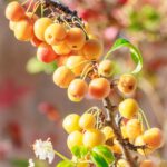 Zweig mit vielen Früchten im Sonnenschein