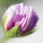 Rosafarbene Blütenknospe vor unscharfem Hintergrund