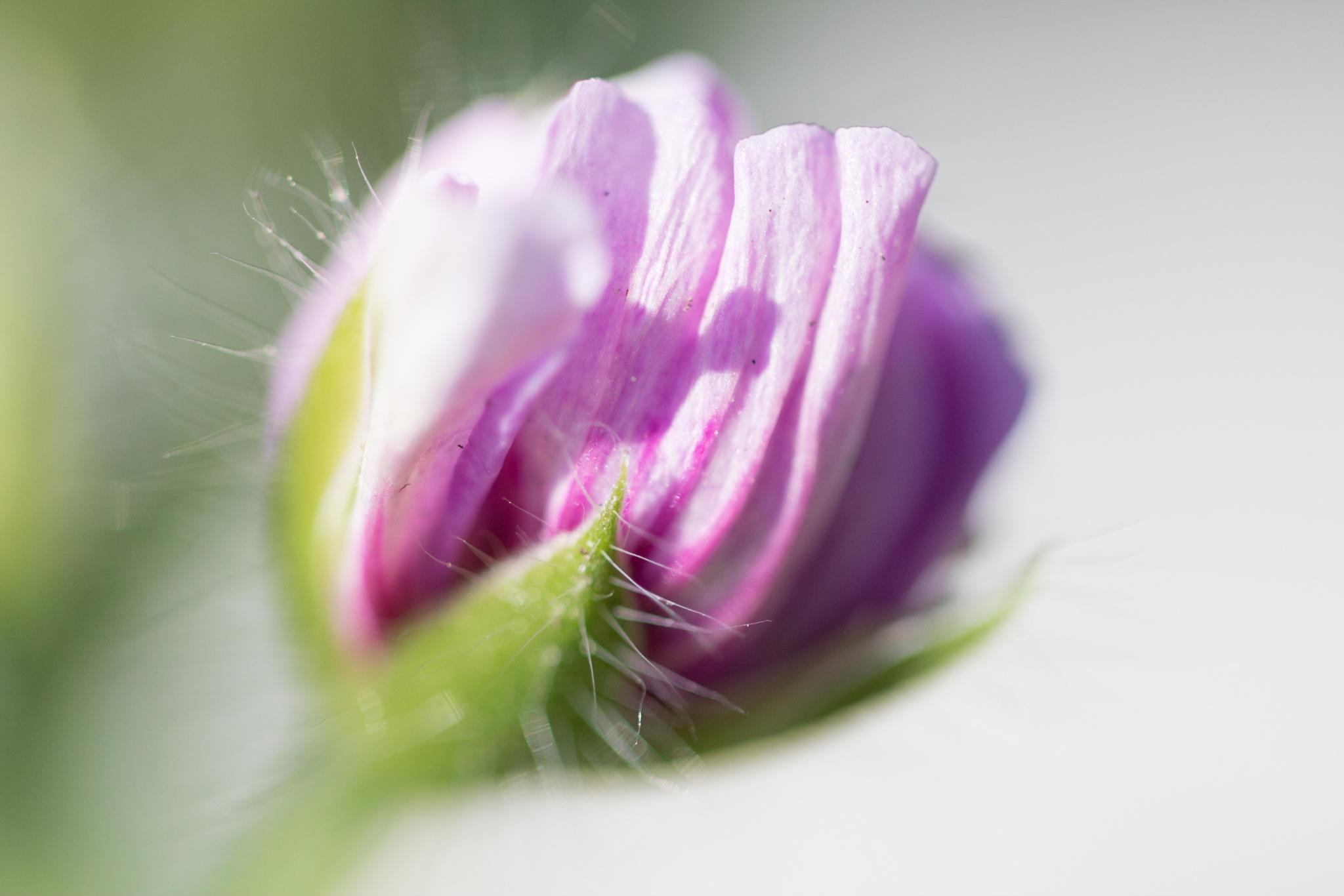 Rosafarbene Blütenknospe vor unscharfem Hintergrund