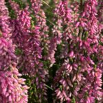 Pinkes Heidekraut im Sonnenschein