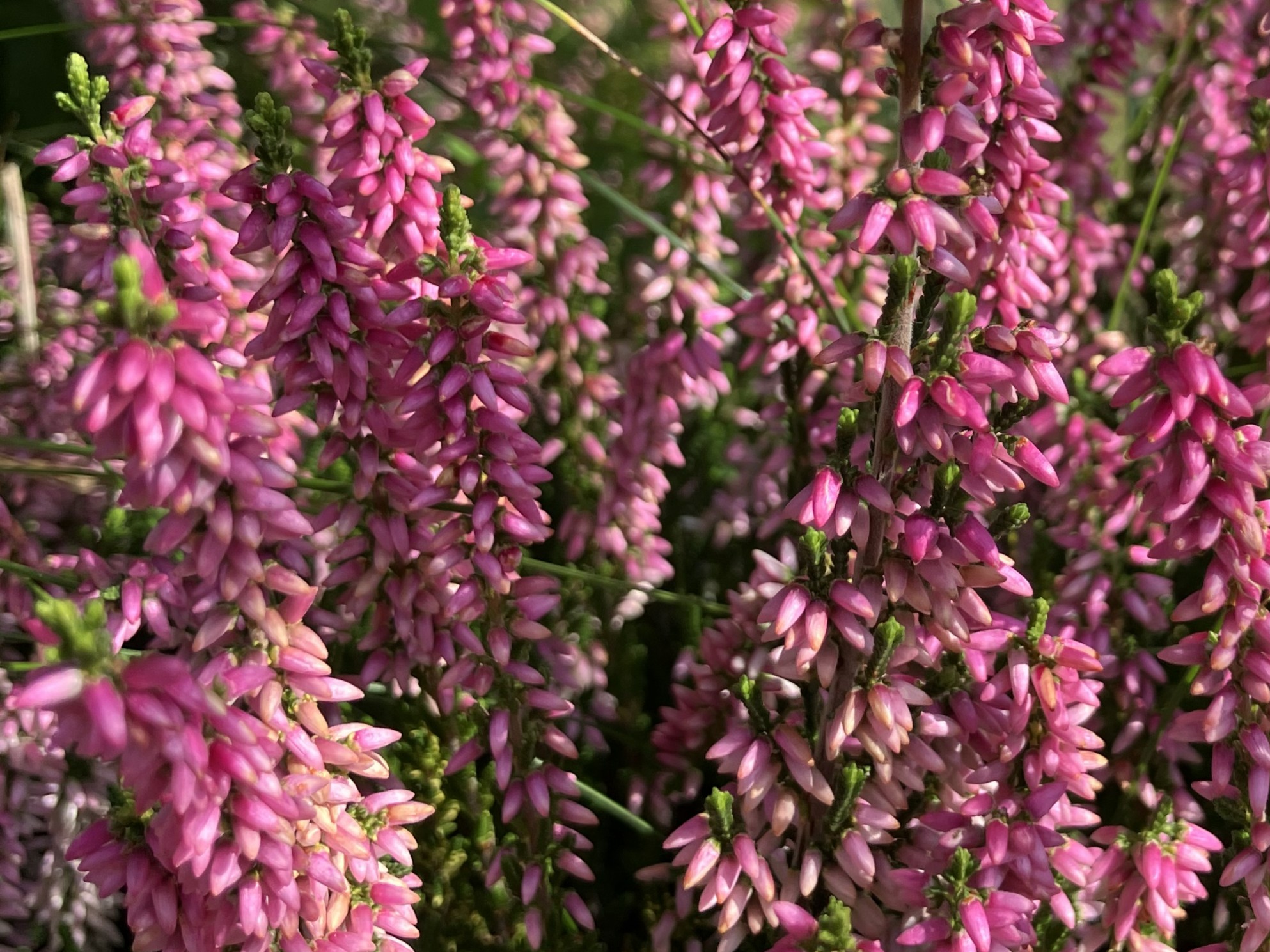 Pinkes Heidekraut im Sonnenschein